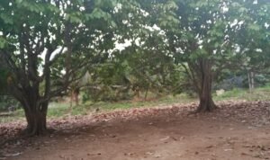 IMG-20250823-WA0023 Judi di Parittiga